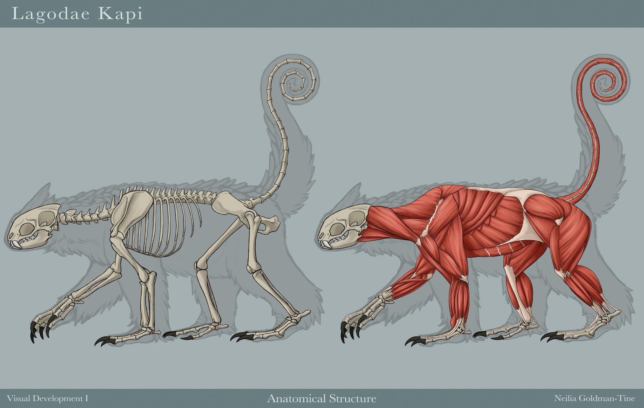 Lagodae Kapi - Anatomy Lagodae Kapi - Anatomy